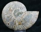 Split Ammonite Fossil (Half) #8139-1